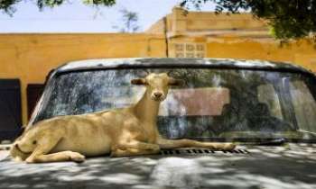2696 | Chèvre à l'ombre - Difficile d'imaginer ce spectacle dans nos grandes villes ! Maline, cette
biquette africaine a trouvé un confortable lit de repos bien à l'ombre
sous un arbre.