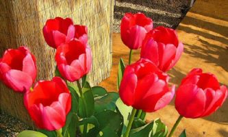 puzzle Tulipes perroquets, Eclatantes tulipes, aux formes généreuses. Elles nous parlent d'un printemps qui se rapproche de l'été.