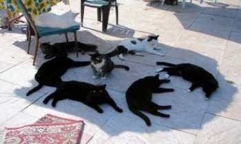 2714 | Chats à l'ombre - Un véritable dortoir pour sieste de chats, ce bout d'ombre si propice
pour se protéger du soleil, tout en profitant de ce jardin avec terrasse pavée. Ingénieuses, ces petites bêtes surtout lorsqu'il s'agit d'assurer leur confort.  