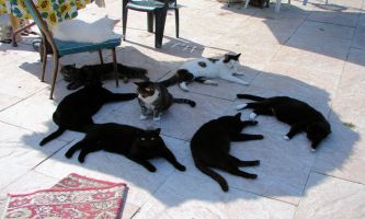 puzzle Chats à l'ombre, Un véritable dortoir pour sieste de chats, ce bout d'ombre si propice
pour se protéger du soleil, tout en profitant de ce jardin avec terrasse pavée. Ingénieuses, ces petites bêtes surtout lorsqu'il s'agit d'assurer leur confort.  