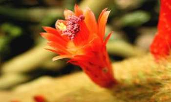 2715 | Fleur de cactus - Dans les déserts, ces somptueuses fleurs sont comme une promesse de vie. Elles peuvent en sauver aussi, des vies, ces plantes sont gorgées d'eau et de sucs reconstituants. Mais pas si simple, il faut d'abord savoir les utiliser, avant
d'en espérer la vie en cas de nécessité. Elles peuvent être mortelles aussi, dans le cas contraire.

