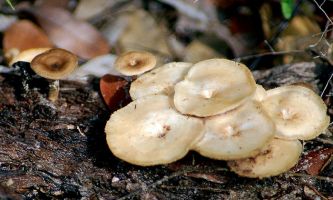 puzzle Champignons en Arizona, Ces champignons pourraient se trouver un peu partout dans le monde. Comestibles ceux-ci ou non : difficile à dire à moins d'être un spécialiste.
Heureusement, vous pourrez les déguster sans risque ici.