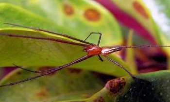 2763 | Araignée - Indonésie - De longues pattes-tiges, un corps assorti au dessin de la plante sur laquelle
elle attend sa proie : encore une spécialiste du camouflage !