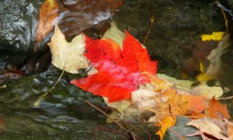puzzle Au gré d'un ruisseau, Une fin glorieuse, pour ces feuilles d'automne, où la feuille d'érable rougissante se mêle à ses consoeurs entraînées par le courant d'un ruisseau.