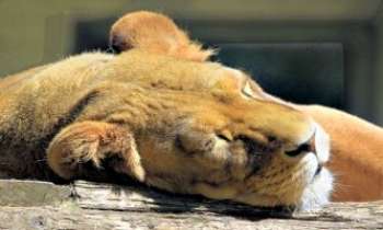 2772 | Lionne au repos - Une petite sieste bien méritée, pour cette lionne, après avoir fait la
belle auprès des visiteurs de ce zoo en Suisse.