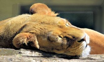 puzzle Lionne au repos, Une petite sieste bien méritée, pour cette lionne, après avoir fait la
belle auprès des visiteurs de ce zoo en Suisse.