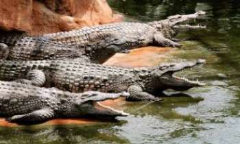 2774 | Crocodiles - Drôme - On a beau se trouver dans un zoo de la Drôme, il ne fait pas bon nous
approcher de trop près. Toujours à l'affût d'un bon repas !