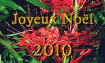 2797 | Fleurs du Japon - Pour changer des poinsettias, voici des fleurs rouges du Japon, pour vous souhaiter
à tous et à toutes un Joyeux Noël 2010 !