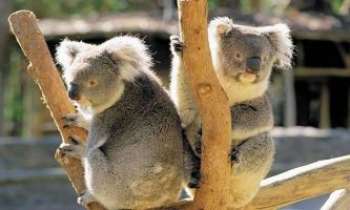 2809 | Koalas - Australie - Ces très charmantes petites bêtes sont l'objet de toutes les attentions
de la part des Australiens. Vivant en société comme les humains, ils ont
besoin de leur groupe pour survivre. Leur épaisse fourrure et leur
système digestif leur permettant de se nourrir exclusivement de feuilles
d'eucalyptus durant les périodes sèches, ces herbivores peuvent ainsi attendre
le retour d'une végétation plus séduisante à leur palais.