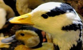2846 | Têtes de Canards - Cette maman canard semble encourager son petit : il est temps d'apprendre
à nager.