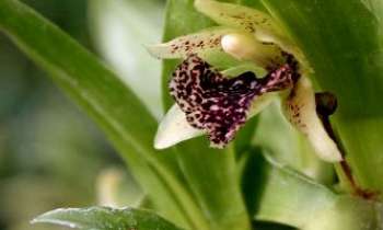 2917 | Orchidée sauvage - La luxuriance des orchidées sauvages en font des fleurs très recherchées. Il est interdit de les ceuillir à peu près partout...trop d'amateurs les convoitaient pour en faire des boutures pour orchidées reproductibles en serre. 