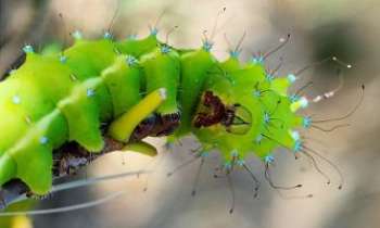 2856 | Sortie de l'oeuf - Cette chenille verte comme le Printemps, respire la joie de vivre. Avant
de se transformer en chrysalide...et nous réapparaître sous sa forme de papillon virevoltant.   