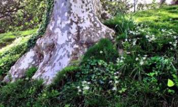 2868 | Au pied de l'arbre - Au pied de l'arbre, un printemps guilleret s'annonce timidement.