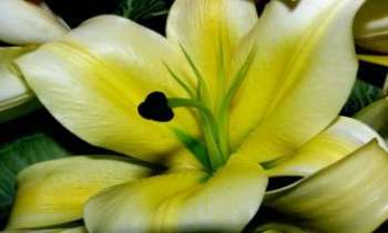 2876 | Au coeur de la fleur - En s'ouvrant la fleur dévoile son coeur orné d'un pistil noir du
meilleur effet, attendant son hôte qui viendra l'habiter.