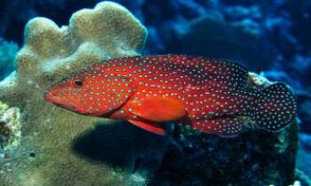 2889 | Mérou Mer Rouge - Le mérou est un poisson très prisé de par le monde, depuis la Méditerranée, jusqu'à celui-ci qui vit dans la Mer Rouge. Les espèces sont nombreuses, et leurs
couleurs très variables. Il aime les fonds de corail, certains vivent en solitaire, d'autres en groupes.