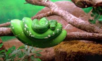 2899 | Serpent enroulé - Difficile de dire ici qui joue au mimétisme davantage que l'autre : la branche
en forme de lézard à la langue sortie, ou la large feuille représentée par
la pose du serpent enroulé !