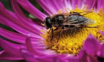 2912 | La goulue - Les retrouvailles de saison, le couple fleur abeille...la production de miel sera bonne, pour nos plaisirs gourmands, tout autant que pour notre santé.