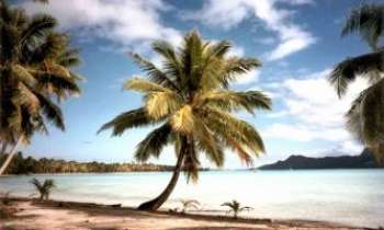 2935 | Palmiers - Australie - Le palmier, pour rêver de voyages et de vacances. Ils sont différents d'un continent à l'autre, comme ces natifs d'Australie.