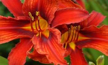 3050 | Tropicale - Un peu de chaleur et d'ambiance tropicale, procurée par ce superbe
hibiscus. En attendant que les grands froids fassent place au soleil.