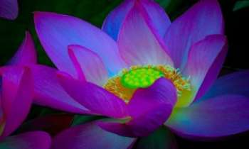 2957 | Lotus sacré - Cette sorte de nénuphar, le lotus, est considéré comme sacré, dans de
nombreux pays d'Asie. On retrouve son symbole sur beaucoup de sculptures,
de temples en particulier. Son symbolisme est représenté ici en ce sens.
Son coeur est aussi très prisé en tant que mets raffiné, au goût très délicat. 