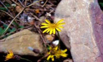 2965 | Interstice fleuri - Ces petites fleurs de l'Eté tentent de résister à l'Automne profitant des
interstices entre deux pierres pour se protéger et perdurer encore un peu.  