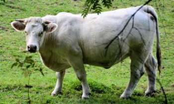 2972 | La vache !! - Un beau spécimen de la race bovine !