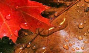 2974 | Couleurs d'Automne - Deux feuilles d'Automne, dont les gouttes de pluie ne font que renforcer les
chaudes et chatoyantes couleurs de cette saison.
