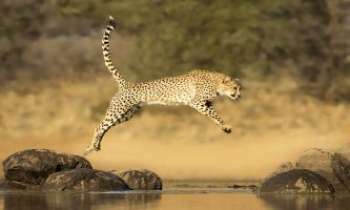 2999 | Le saut du jaguar - La détente d'un lévrier de course : le jaguar est aussi un des plus rapides de la jungle - Il fait aussi parfois un excellent animal de compagnie. A certaines
époques, même pas si lointaines, les belles aimaient parader avec eux : la beauté de l'un magnifiait la beauté de l'autre. 
