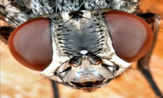 puzzle Tête de mouche, La macrophotographie nous permet de voir ce que l'on ne voit pas à l'oeil nu. Les yeux de la mouche sont une merveille de la nature. Tant qu'on n'en a pas chez soi, des mouches !  