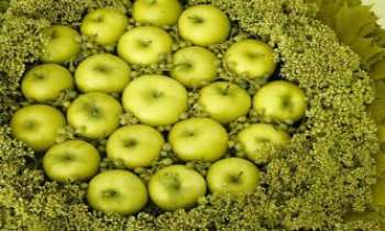 3027 | Fruit de saison - Bien tentantes ces pommes pour en remplir son panier ! Mais avant de les
transformer en délicieux desserts, il vous en coûtera un peu d'effort pour
les ramasser une par une !! 