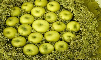 puzzle Fruit de saison, Bien tentantes ces pommes pour en remplir son panier ! Mais avant de les
transformer en délicieux desserts, il vous en coûtera un peu d'effort pour
les ramasser une par une !! 
