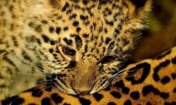 3043 | Bébé Jaguar - Un bébé jaguar aux tâches encore un peu imprécises, sur le dos de sa maman.
Il ne tardera pas à lui ressembler totalement. Jouez vite ce puzzle, avant qu'il en arrive à ce stade, ce sera plus facile pour vous.