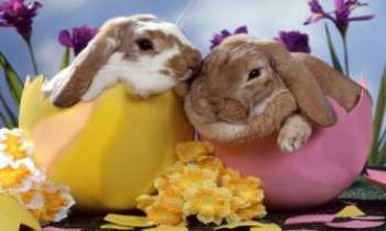 3076 | Deux petits lapins  - Deux petits lapins, tout droit sortis de leur oeuf...pour fêter Pâques, et nous annoncer le Printemps aussi.