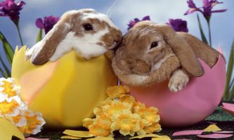 puzzle Deux petits lapins , Deux petits lapins, tout droit sortis de leur oeuf...pour fêter Pâques, et nous annoncer le Printemps aussi.