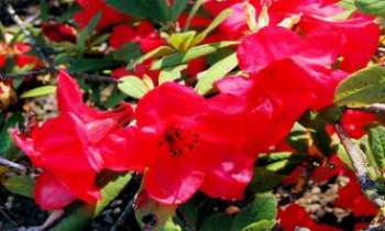 3109 | Azalées rouges - L'azalée est une plante cultivée pour ses fleurs. Qu'elles soient rouges ou blanches, leur éclantante beauté est manifeste. Dans leurs pays d'origine, Chine ou Japon, elles sont un des symboles du bonheur. 