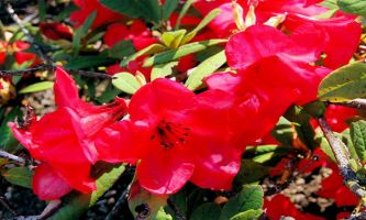 puzzle Azalées rouges, L'azalée est une plante cultivée pour ses fleurs. Qu'elles soient rouges ou blanches, leur éclantante beauté est manifeste. Dans leurs pays d'origine, Chine ou Japon, elles sont un des symboles du bonheur. 