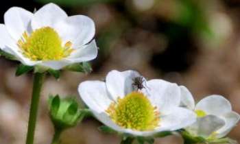 3115 | Insecte sur fleur - Un insecte sur une fleur, le symbole du renouveau printanier.
L'un dépendant de l'autre.