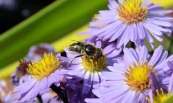 3128 | Abeille goulue - Une abeille affamée : entrée par la fenêtre, elle entend bien profiter des fleurs prêtes à être mises en bouquet pour la maison.