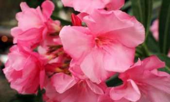 3132 | Laurier-Rose - Les grappes de fleurs du laurier-rose, en buisson, ou sur arbuste élevé, du blanc au rose-rouge, sont éclatantes comme des soleils. Leur feuillage très protecteur est apprécié des heureux vacanciers qui se reposent à la terrasse des cafés. 