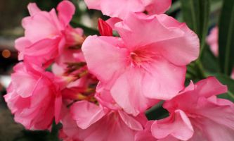 puzzle Laurier-Rose, Les grappes de fleurs du laurier-rose, en buisson, ou sur arbuste élevé, du blanc au rose-rouge, sont éclatantes comme des soleils. Leur feuillage très protecteur est apprécié des heureux vacanciers qui se reposent à la terrasse des cafés. 