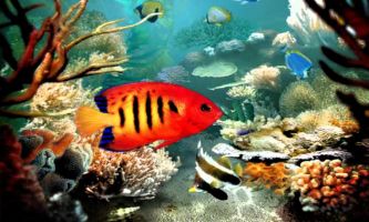 puzzle Sous les Tropiques, Les mers des tropiques offre aux amateurs de virées sous-marines, une faune variée aux couleurs exceptionnelles. Ceux et celles qui d'adonnent en plus de ce sport, à la photo, nous permettent de partager leur émotion.  