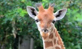 puzzle Madame la Girafe, La girafe est un herbivore qui a pris de la hauteur. L'accacia semble avoir été conçu pour elle. Tachetée, on la trouve dans son habitat naturel de l'Afrique Saharienne. Présentant des taches au motif "grillagé" elle se rencontre en Afrique de l'Ouest. Chaque individu a un nombre et forme de taches qui lui sont
spécifiques : sa carte d'identité.