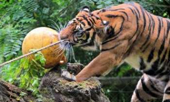 3174 | Tigre joueur - Ce tigre joueur semble avoir rencontré un obstacle sous son nez, qui ne semble
pas être de son goût. Nul doute qu'il saura s'en débarrasser pour arriver à ses fins.