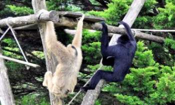 3178 | Atèles de Colombie - Ces singes, une espèce parmi de nombreuses autres dans de la Colombie. Appelés aussi "singes araignée". De grande taille, ils sont considérés parmi les plus intelligents de cette espèce. Leurs jeux et facéties ne cessent de réjouir les enfants.