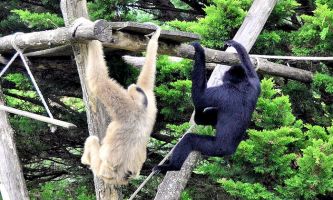 puzzle Atèles de Colombie, Ces singes, une espèce parmi de nombreuses autres dans de la Colombie. Appelés aussi "singes araignée". De grande taille, ils sont considérés parmi les plus intelligents de cette espèce. Leurs jeux et facéties ne cessent de réjouir les enfants.