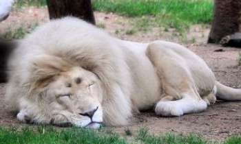 3181 | Le lion blanc - Cette espèce de lion très rare, a été considérée pendant un temps comme étant
un "albinos". En fait, il s'agit d'une mutation de gène appelée leucistisme.
Un manque de mélanine noire de ce gène, produit ce blanc sur la fourrure de l'animal qui peut varier du très blanc au blond. Pour sa reproduction, ce gène doit se retrouver chez l'un et l'autre individu du couple géniteur.