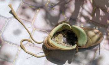 3189 | Nid de moineau - Une vieille basket délaissée sur le sol du jardin, quelle aubaine pour les moineaux : y construire son nid, et y voir éclore sa progéniture. 