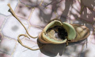 puzzle Nid de moineau, Une vieille basket délaissée sur le sol du jardin, quelle aubaine pour les moineaux : y construire son nid, et y voir éclore sa progéniture. 