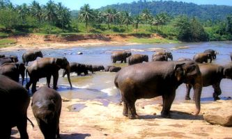 puzzle Eléphants - Sri Lanka, Où l'animal et son environnement ne font qu'un. Le Sri Lanka, offre encore ses terres vierges où tous les éléments sont rassemblés pour en faire encore un paradis pour ses animaux, et en particulier comme ici, pour ses plus grands mamifères, tels que les éléphants, qui on tant besoin d'espace et de liberté, et où les points d'eau participent à leur survie. 