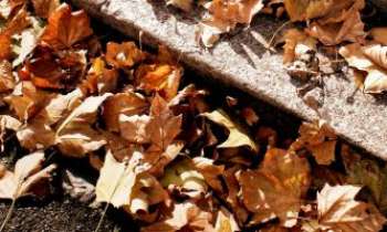 3201 | En fin d'Automne - En fin d'Automne, les feuilles mortes se ramassent à la pelle. Ici, le vent
les a rassemblées, toute dorées dans leur heure de gloire, jusqu'à leur disparition, avant de les retrouver à l'Automne suivant. 